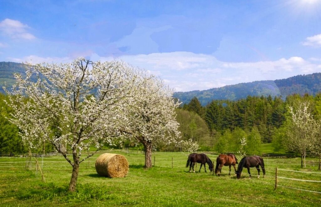 Foto der Immobilie (28420)