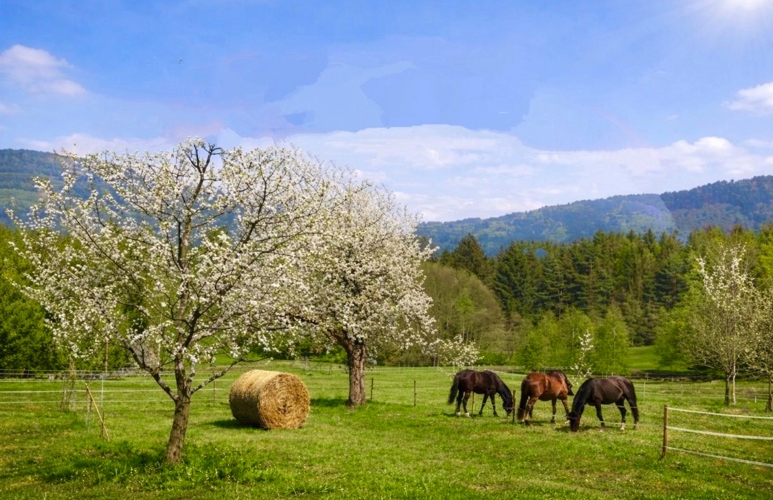 Foto der Immobilie (28420)