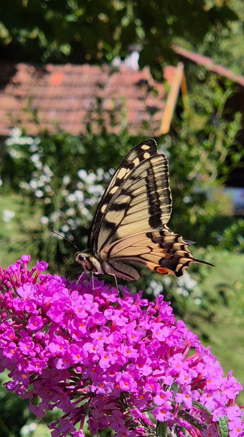 Foto der Immobilie (28430)